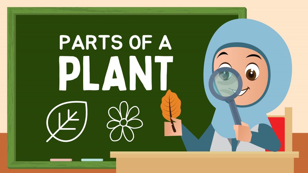 PARTS OF THE PLANT